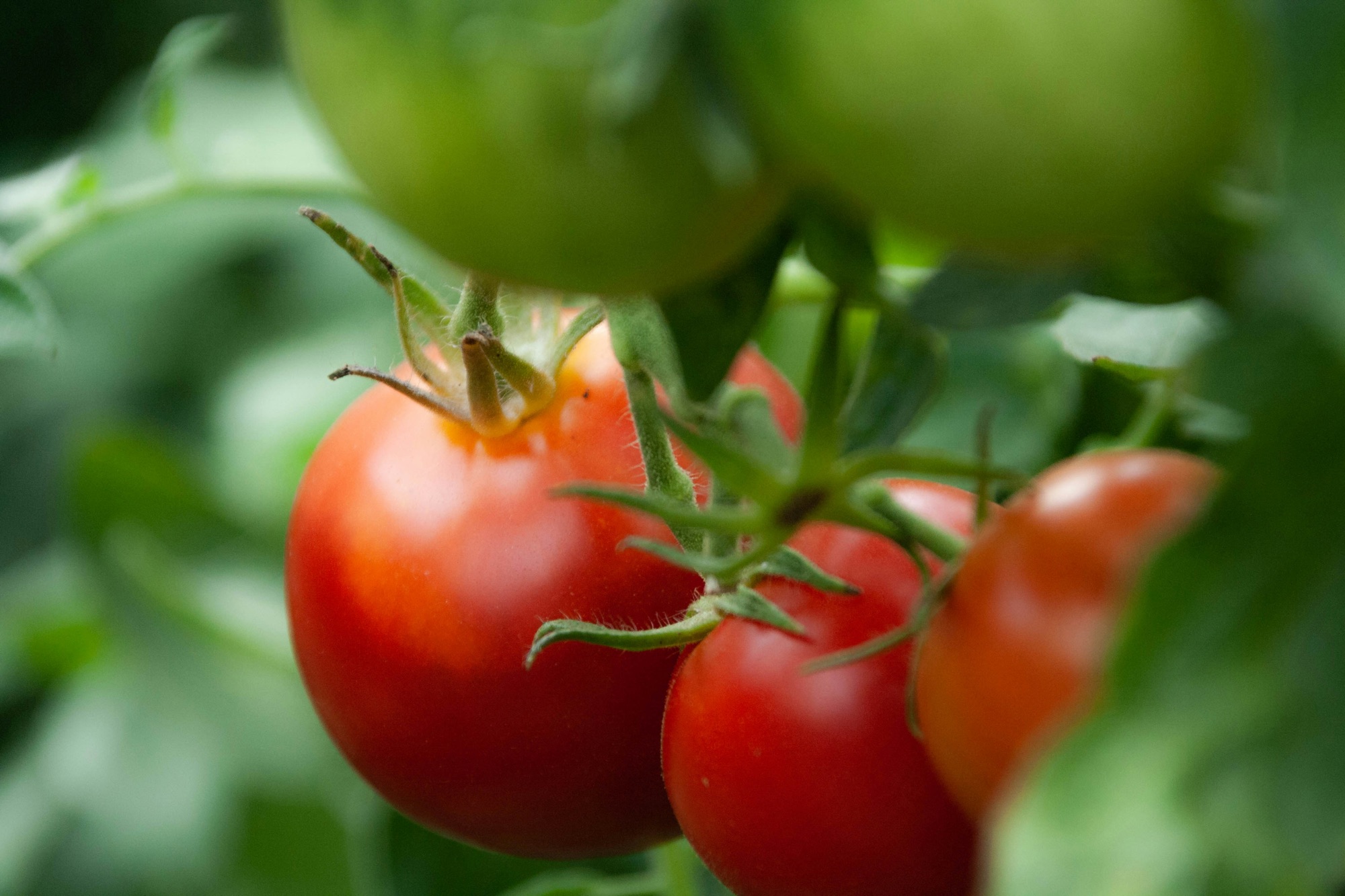 Should You Pre-Cool Tomatoes? What Happens to Flavor and Texture